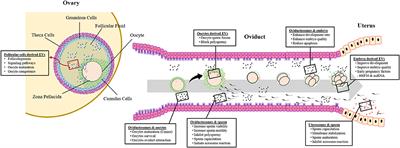 Extracellular Vesicle Mediated Crosstalk Between the Gametes, Conceptus, and Female Reproductive Tract